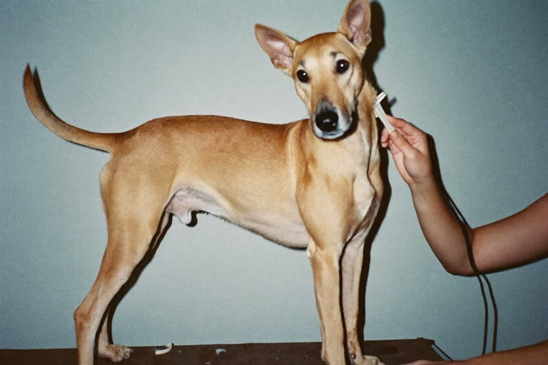 Hands combing through a dog's coat on a grooming table