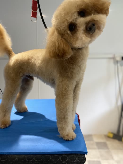 A freshly groomed apricot toy poodle in a rounded teddy-bear trim on a grooming table